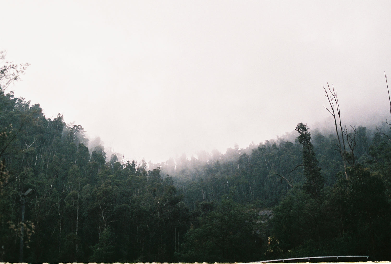 Layers of misty gum trees slowly fading into the distance