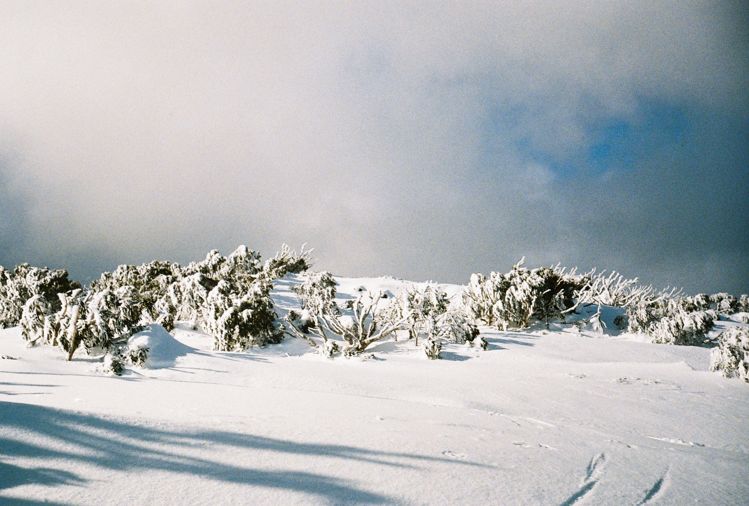A line of snowgums covered in solid windblown ice and snow against a grey sky
